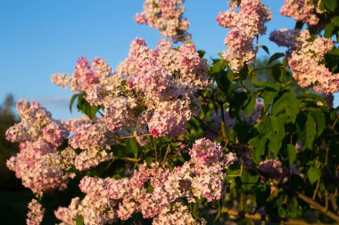 Kiev Ukrayna - 08 Mayıs. mavi gökyüzü arka planda leylak dalı