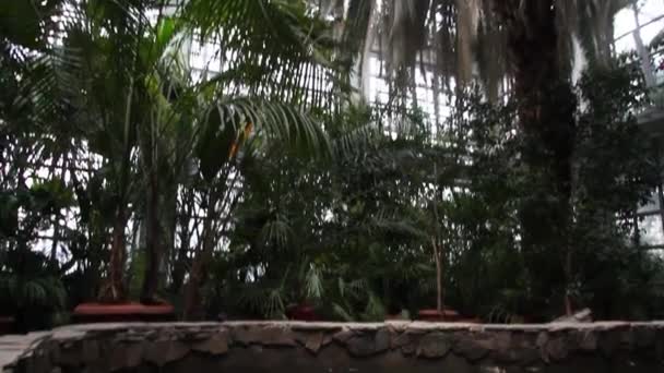 Vegetación tropical en el invernadero — Vídeo de stock