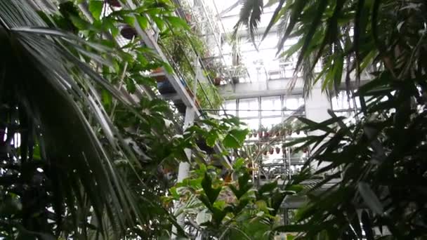 Tropisk vegetation i växthuset — Stockvideo