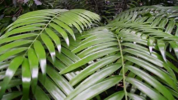 Palmové listy ve skleníku — Stock video
