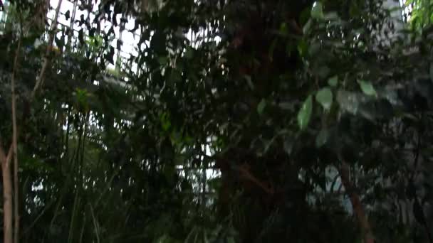 Tropische vegetatie in de kas — Stockvideo