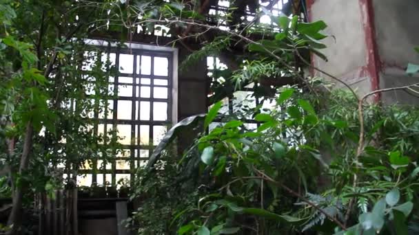 Tropical vegetation in the greenhouse — Stock Video