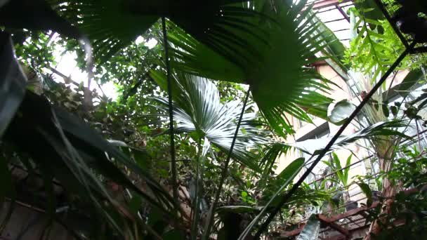 Tropical vegetation in the greenhouse — Stock Video