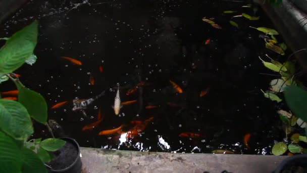 游泳池和鲤鱼 — 图库视频影像