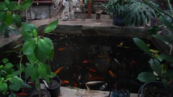 Zwembad met karper omgeven door palmbomen — Stockvideo