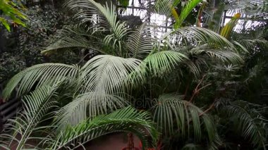 Sera içinde tropikal bitki örtüsü