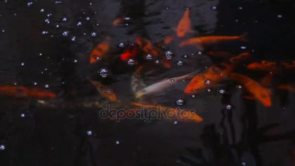 Swimming pool with carp — Stock Video