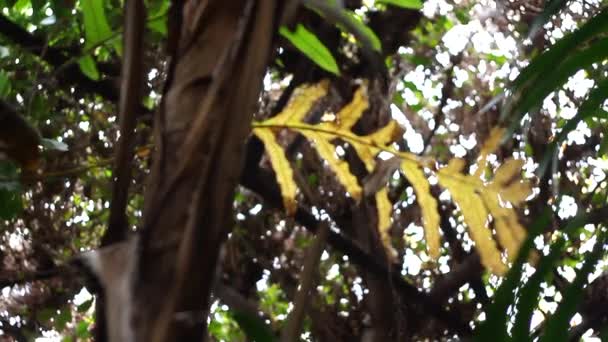 Bladeren in de tuin onder de bomen — Stockvideo