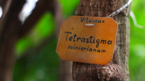 Ramo de uma árvore com uma inscrição em placa — Vídeo de Stock