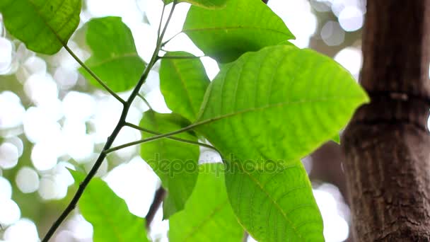feuille verte sur un arbre