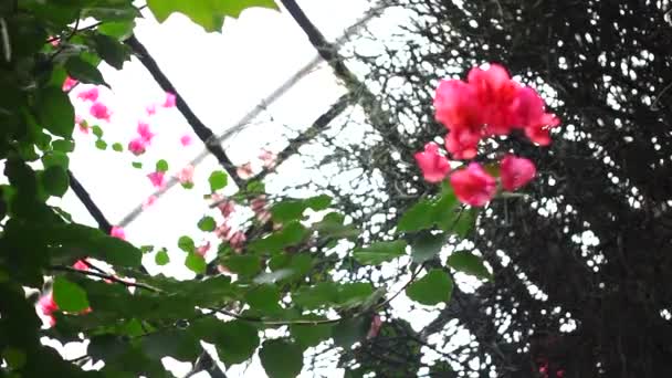 Viele kleine rosa Blüten — Stockvideo