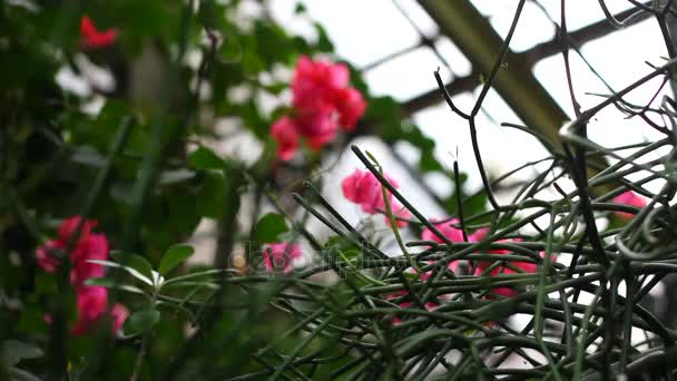 Багато маленьких рожевих квітів — стокове відео