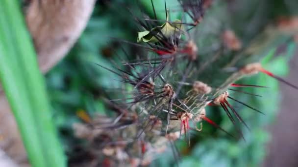 Espinhos no ramo verde — Vídeo de Stock