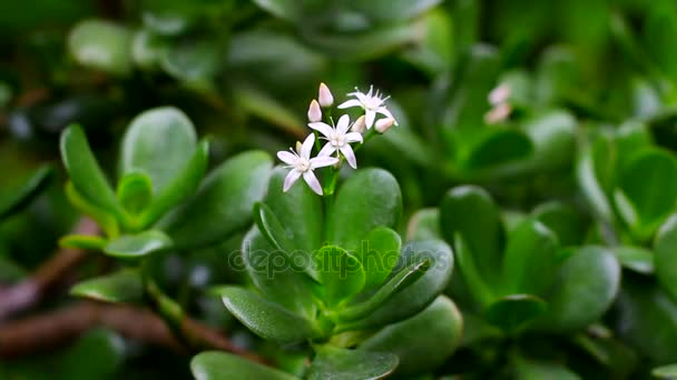 Beautiful delicate flower — Stock Video