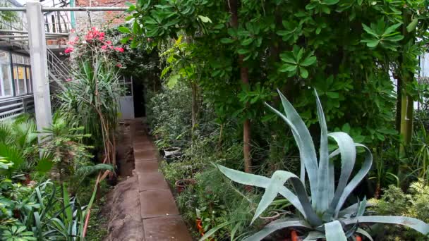 Un gran invernadero con plantas raras — Vídeos de Stock