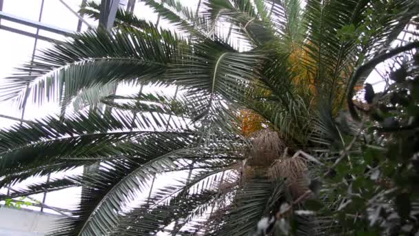 Vegetación tropical en el invernadero — Vídeo de stock