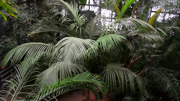 Тропическая растительность в теплице — стоковое видео