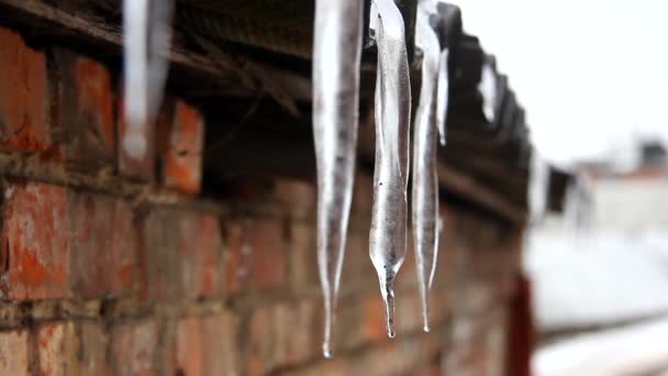 Smeltende ijspegels onder dak — Stockvideo