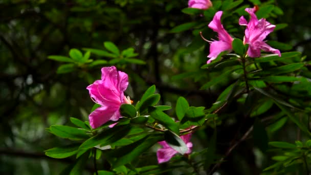 Hermoso arbusto con flores — Vídeo de stock