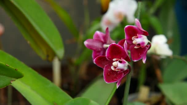 Muitas flores pequenas — Vídeo de Stock