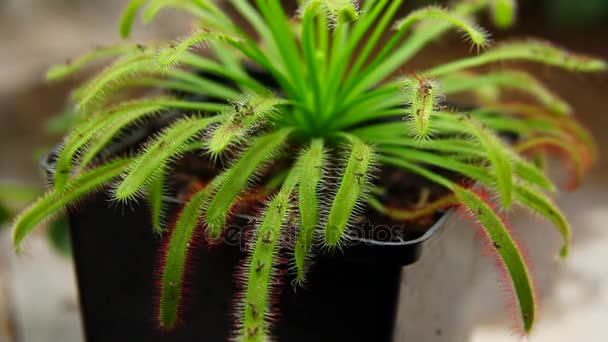 Flytrap roślina w doniczce — Wideo stockowe