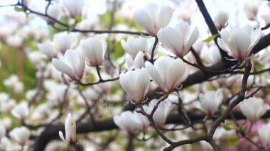 Çiçekli Manolya Botanik Bahçesi içinde