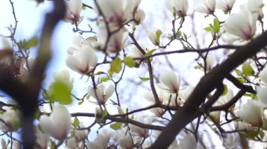 Çiçekli Manolya Botanik Bahçesi içinde