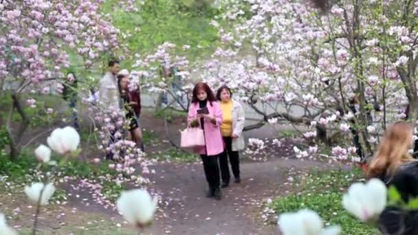 Magnolias floridas no jardim botânico — Vídeo de Stock