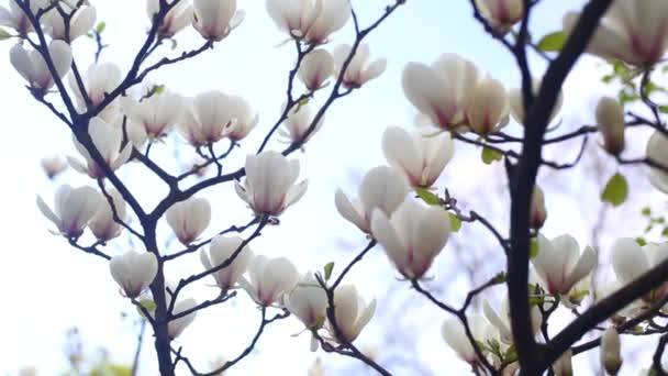 Magnolias florecientes en el jardín botánico — Vídeo de stock