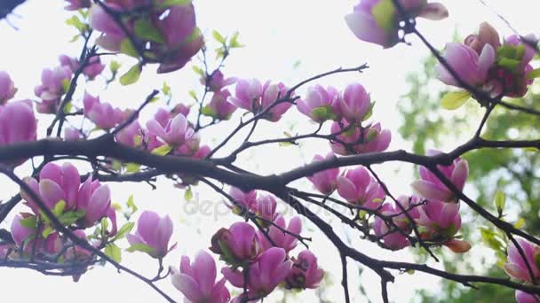 Magnolias floridas no jardim botânico — Vídeo de Stock