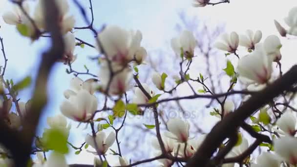 Magnolias floridas no jardim botânico — Vídeo de Stock