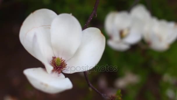 Magnolias florecientes en el jardín botánico — Vídeos de Stock