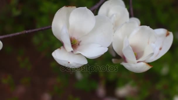Magnolias florecientes en el jardín botánico — Vídeo de stock