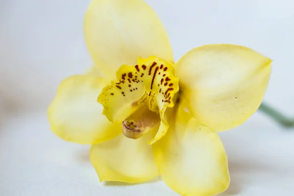 Maio Kiev Ucrânia Bud Fresco Uma Orquídea Fundo Branco — Fotografia de Stock