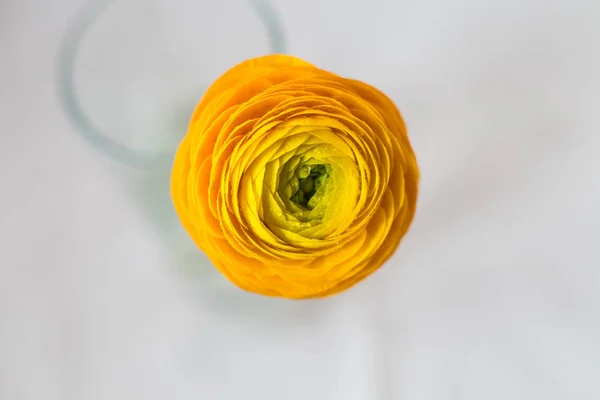 Bourgeon frais d'une tulipe — Photo