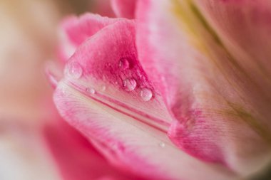 Beyaz zemin üzerinde bir lale taze bud çiy damlacıkları ile