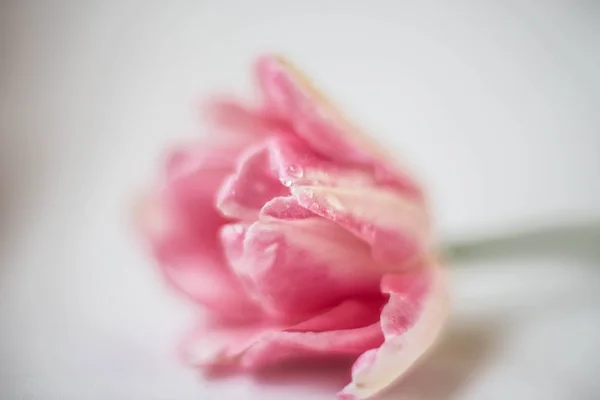 Bud fresco de uma tulipa em um fundo branco com gotas de orvalho — Fotografia de Stock