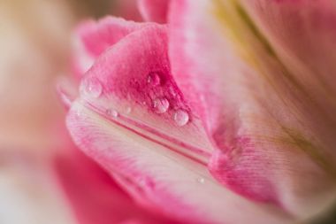 Bir Lale taze tomurcuğu