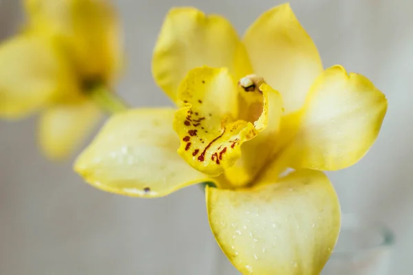 Bourgeon frais d'une orchidée sur un fond blanc — Photo