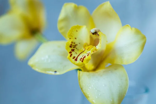 Bourgeon frais d'une orchidée sur un fond blanc — Photo