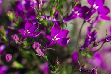 17 Haziran, Ukrayna, Kiev. Nn Grishko adını Ulusal Botanik Bahçesi'nde çiçekli gül bir sergi. Fotoğrafta - bilinmeyen küçük çiçekli mor bitki.