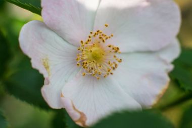 17 Haziran, Ukrayna, Kiev. Ulusal Botanik Bahçesi'nde çiçekli yasemin çiçekleri. N.N. Grishko. Fotoğrafta taze, taze kesilmiş, sünnetsiz yasemin çiçekleri var..