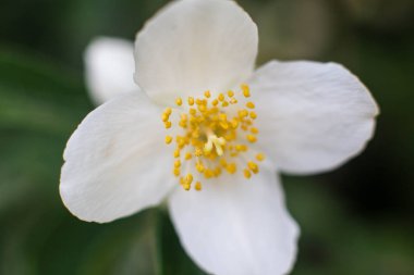 17 Haziran, Ukrayna, Kiev. Ulusal Botanik Bahçesi'nde çiçekli yasemin çiçekleri. N.N. Grishko. Fotoğrafta taze, taze kesilmiş, sünnetsiz yasemin çiçekleri var..