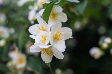 17 Haziran, Ukrayna, Kiev. Ulusal Botanik Bahçesi'nde çiçekli yasemin çiçekleri. N.N. Grishko. Fotoğrafta taze, taze kesilmiş, sünnetsiz yasemin çiçekleri var..