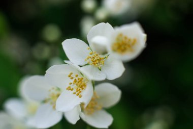 17 Haziran, Ukrayna, Kiev. Ulusal Botanik Bahçesi'nde çiçekli yasemin çiçekleri. N.N. Grishko. Fotoğrafta taze, taze kesilmiş, sünnetsiz yasemin çiçekleri var..