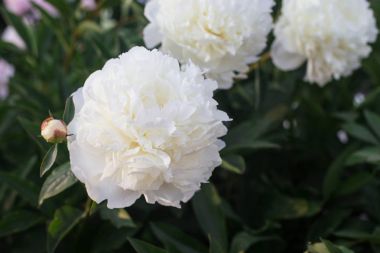17 Haziran, Ukrayna, Kiev. Nn Grishko adını Ulusal Botanik Bahçesi'nde çiçekli gül bir sergi. Fotoğrafta - taze, taze çiçek açmış, kesilmemiş şakayık.