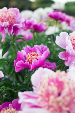 17 Haziran, Ukrayna, Kiev. Nn Grishko adını Ulusal Botanik Bahçesi'nde çiçekli gül bir sergi. Fotoğrafta - taze, taze çiçek açmış, kesilmemiş şakayık.