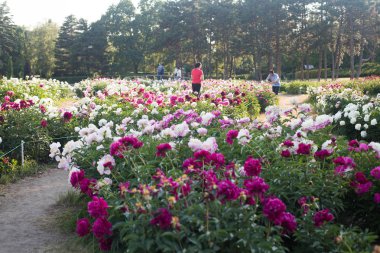 17 Haziran, Ukrayna, Kiev. Nn Grishko adını Ulusal Botanik Bahçesi'nde çiçekli gül bir sergi. Fotoğrafta - taze, taze çiçek açmış, kesilmemiş şakayık.