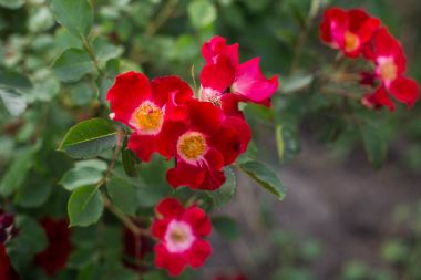 Botanik bahçesinde güller çiçeklenme 