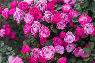 Botanik bahçesinde güller çiçeklenme 